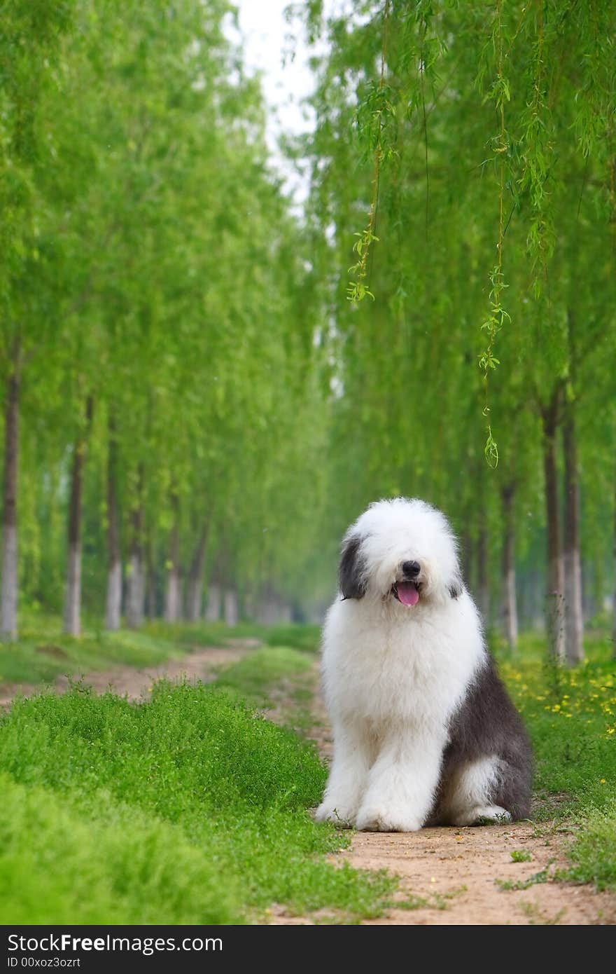 A beautiful english old sheepdog,outdoors