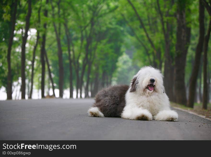 A beautiful english old sheepdog,outdoors