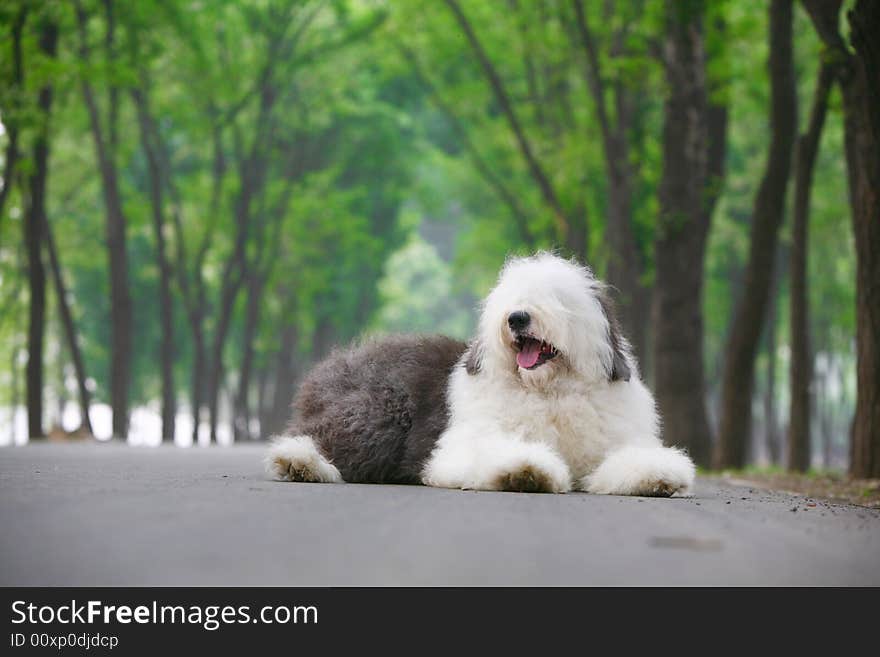 A beautiful english old sheepdog,outdoors