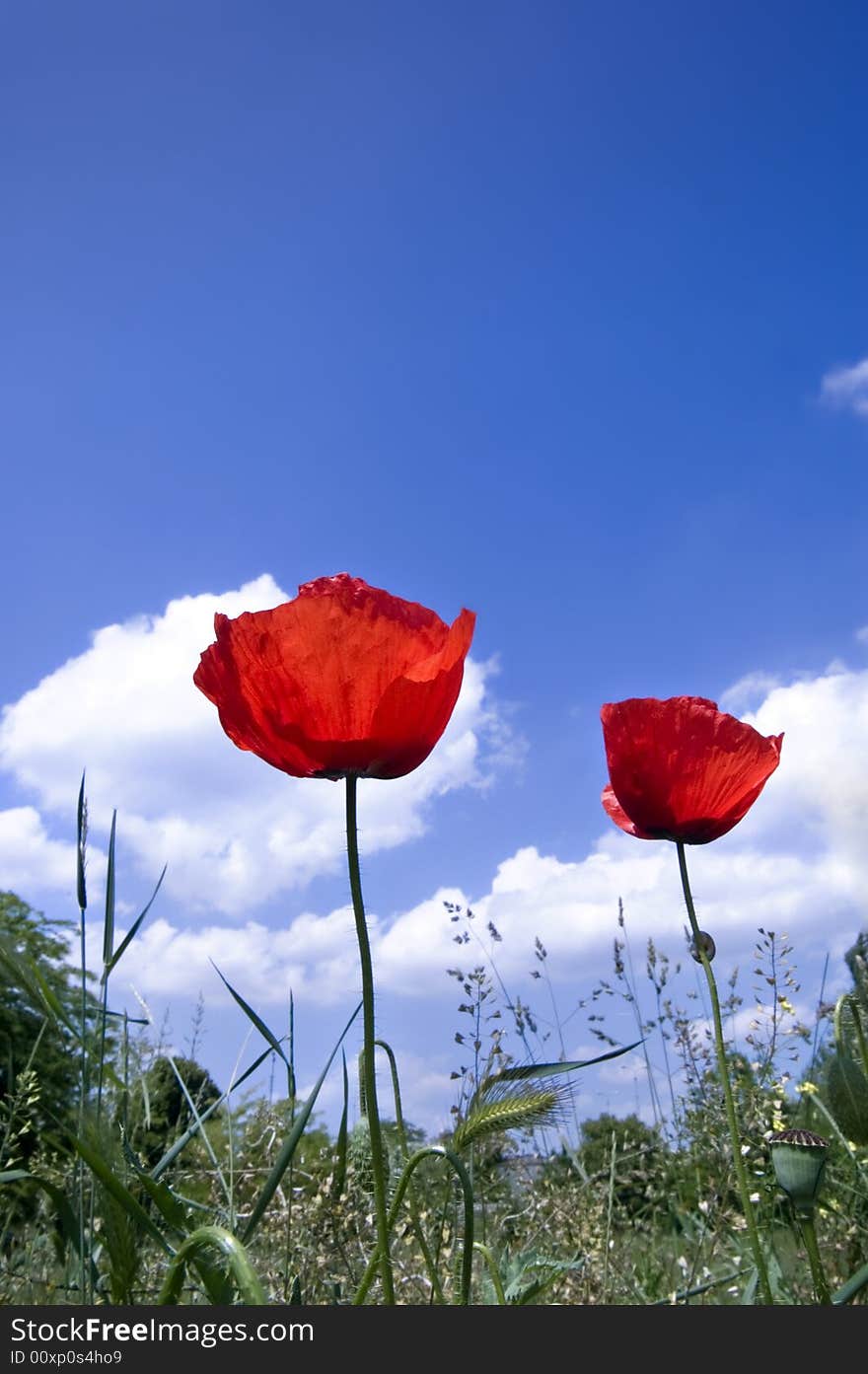 Poppies With Blue Sky