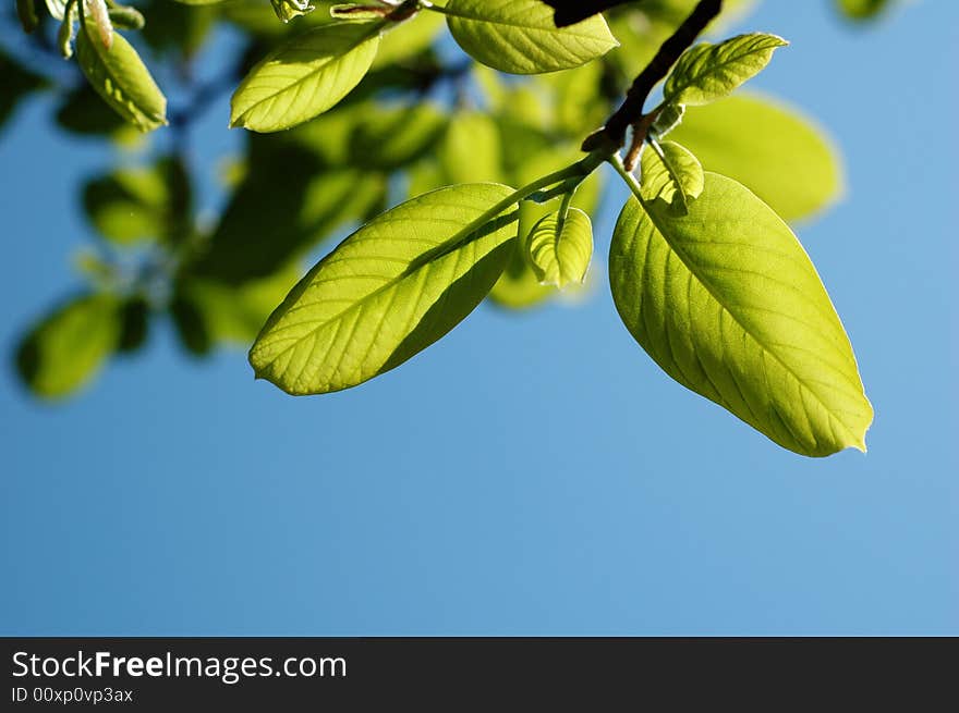 Green leaves under sunlight in spring. Green leaves under sunlight in spring