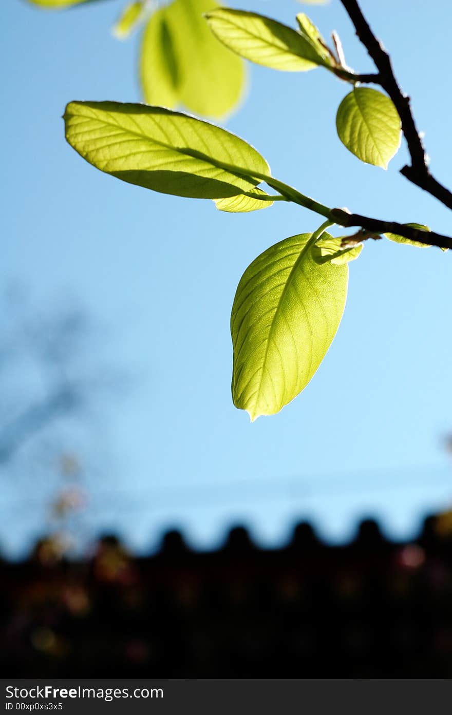 Green leaves under sunlight in spring. Green leaves under sunlight in spring