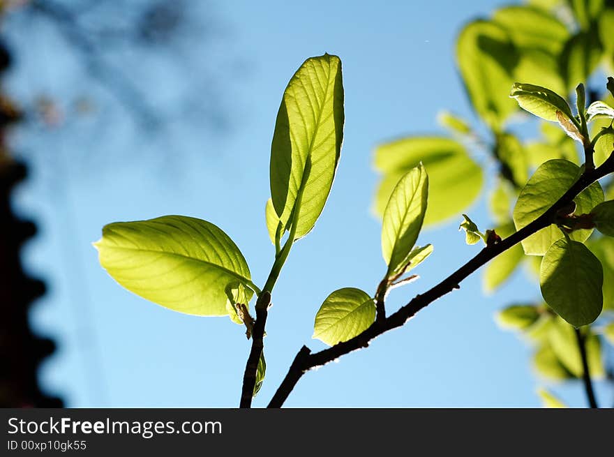 Green leaves under sunlight in spring. Green leaves under sunlight in spring