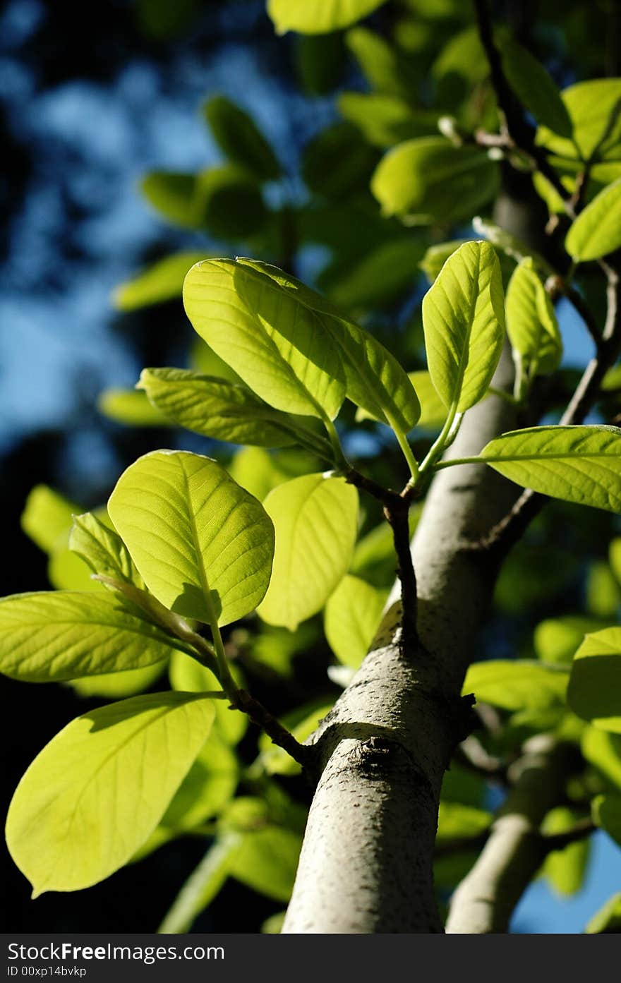 Green leaves under sunlight in spring. Green leaves under sunlight in spring