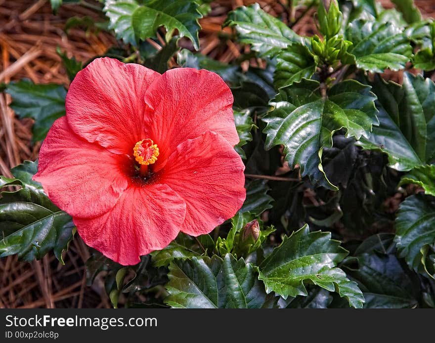 A beautiful Hibiscus flower in a garden bed.