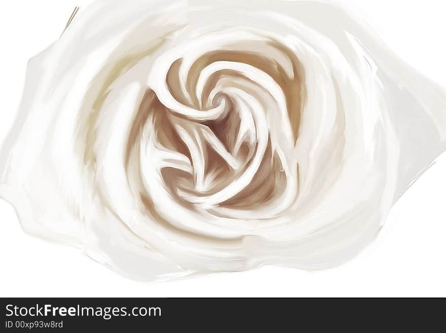 White rose drawing