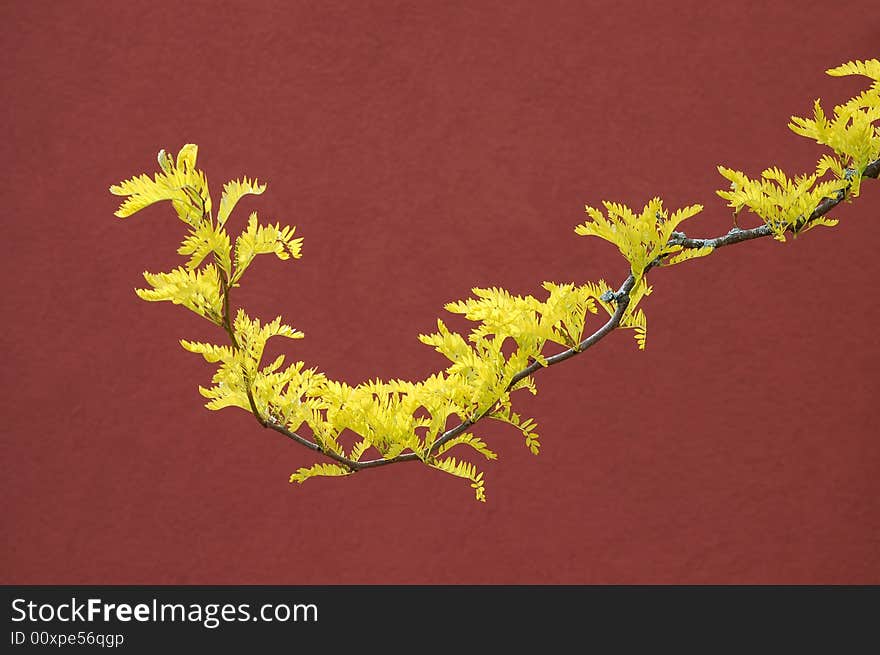 The yellow leaves on a single branch stand out against a wall. The stippling inthe background isn't noise, it's the texture of the wall. The yellow leaves on a single branch stand out against a wall. The stippling inthe background isn't noise, it's the texture of the wall.