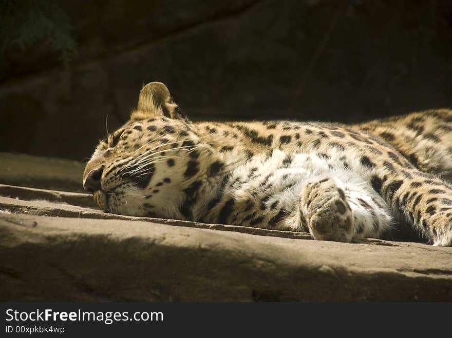 A leopard takes a cat nap in the sun. A leopard takes a cat nap in the sun