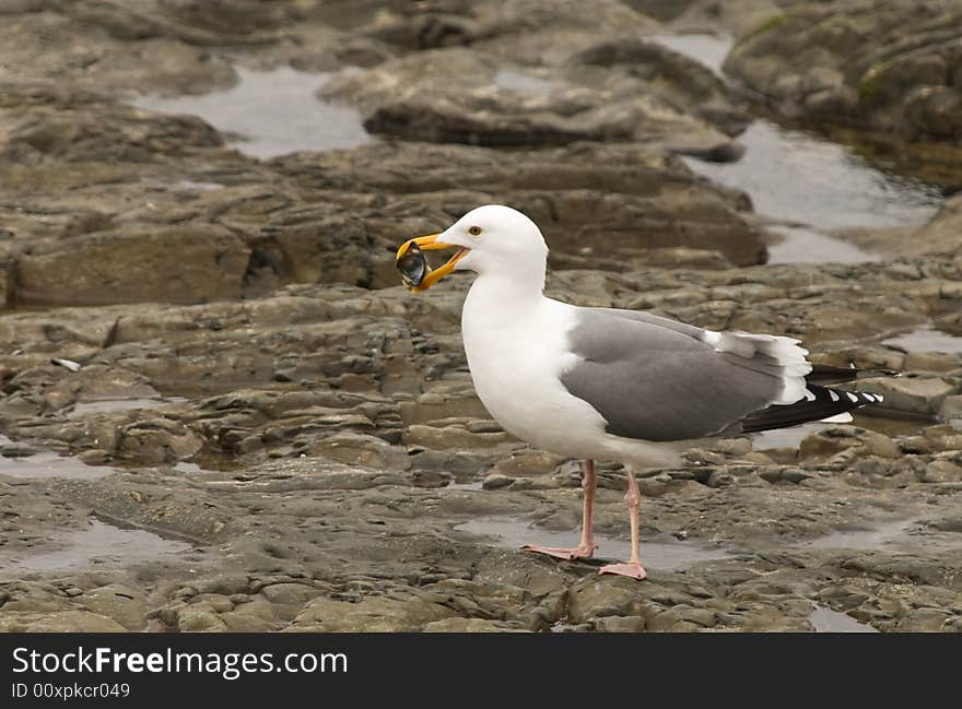 Seagull Eating A Mussel