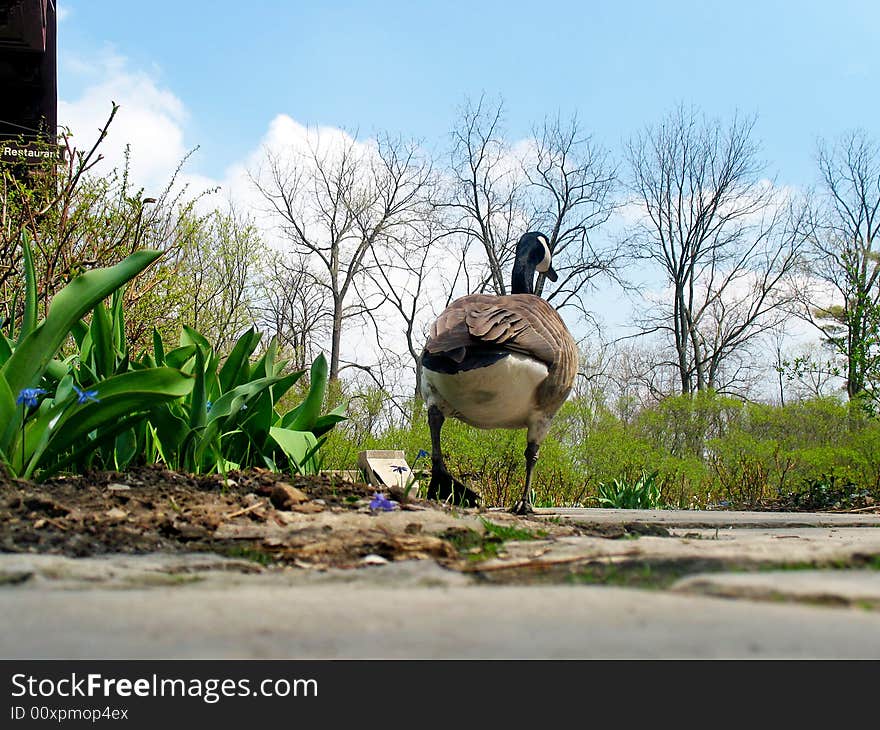 Ground level view of a duck walking away from the camera. Horizontal shot framed by a blue sky. Ground level view of a duck walking away from the camera. Horizontal shot framed by a blue sky