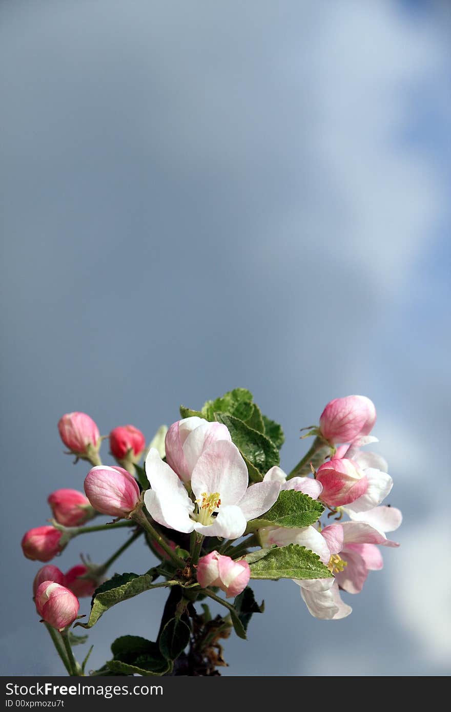 Apple blossom against dark sky