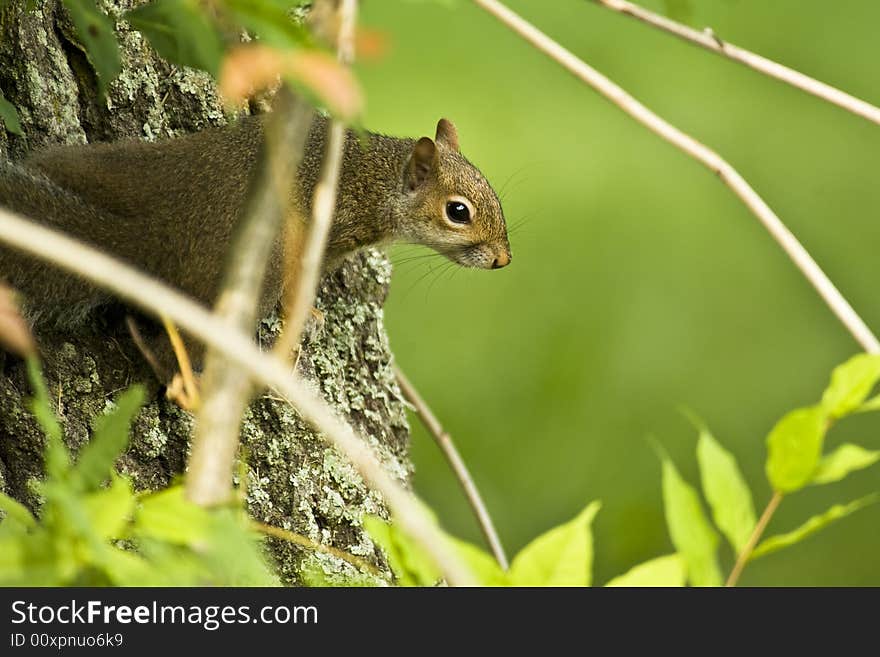 Squirl in a Tree