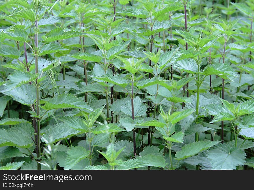 Green nettle background in may