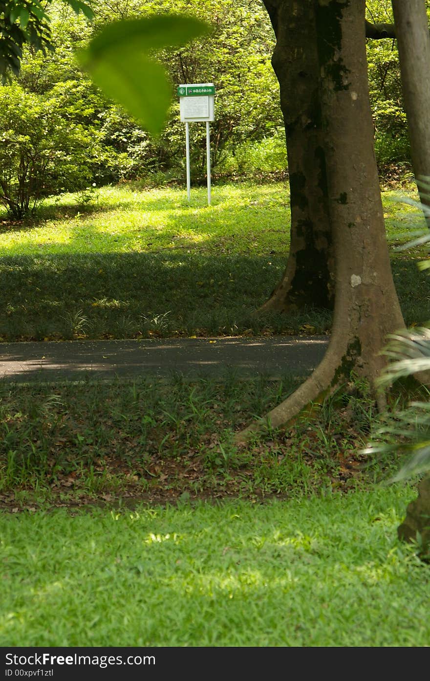 Road In The Forest