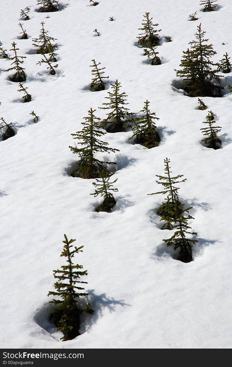 Pine trees on the snow