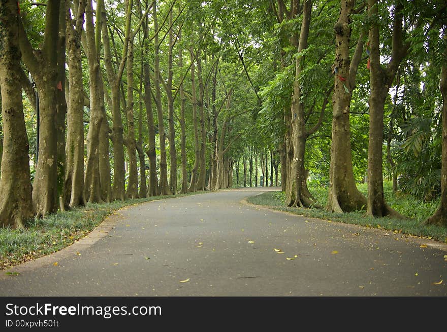 Road in the forest,quiet and beautiful.