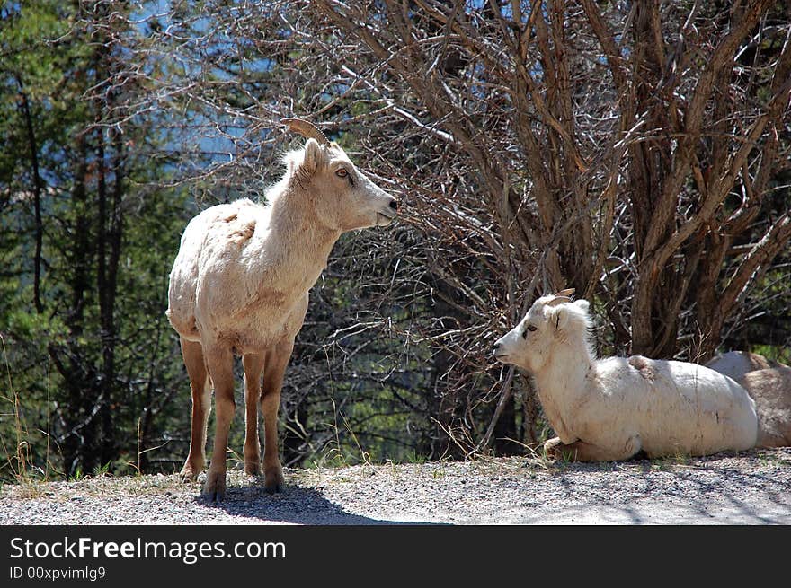 A pair of mountain goats resting beside a local road in banff national park, alberta, canada