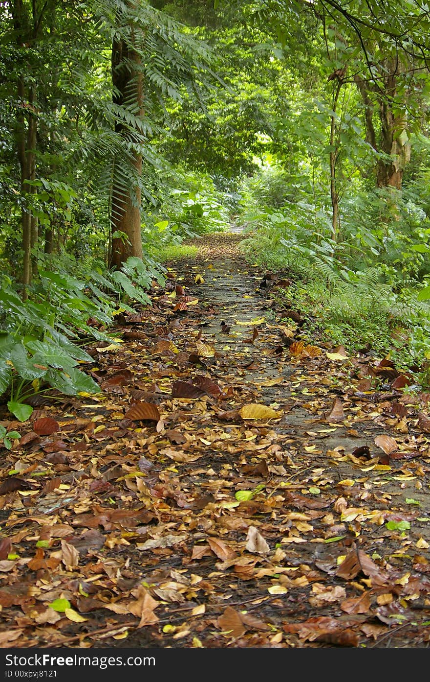 The Road Full In Defoliate