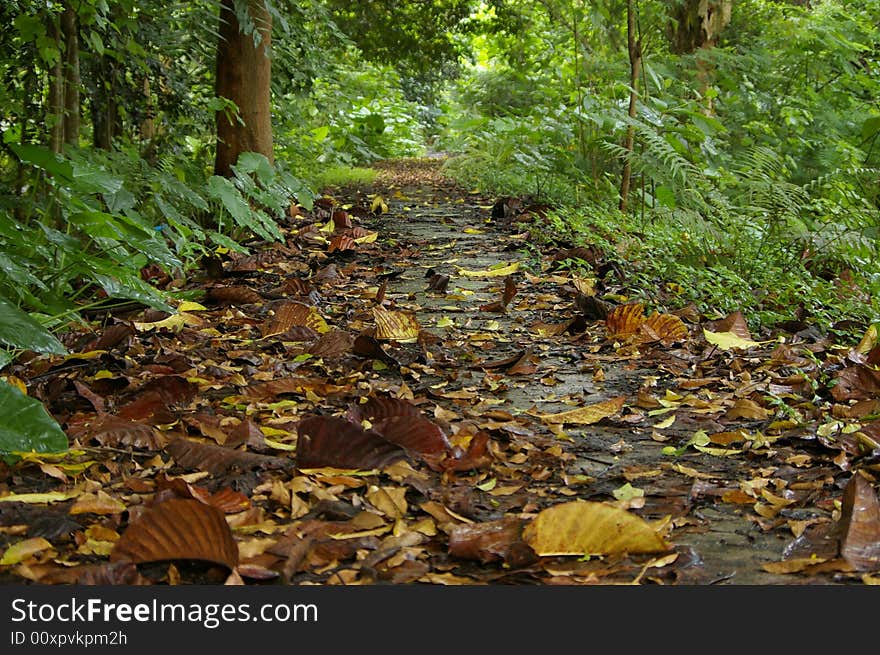 The Road Full In Defoliate