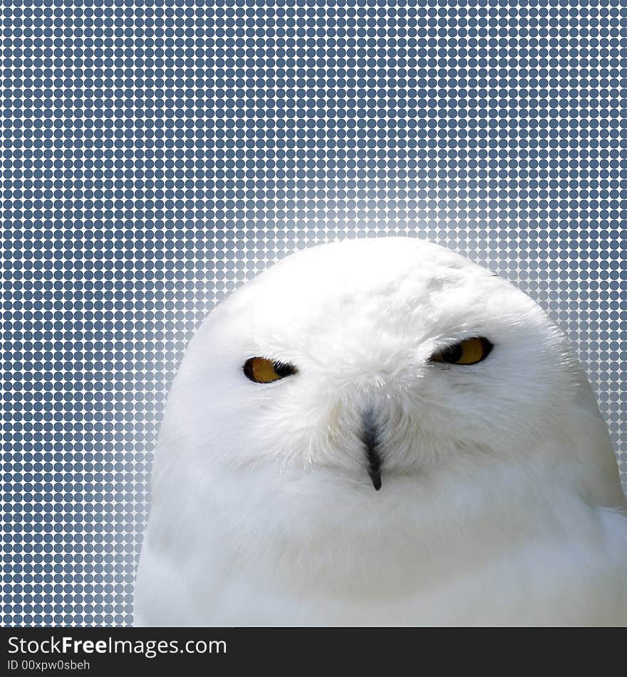 White Snowy Owl