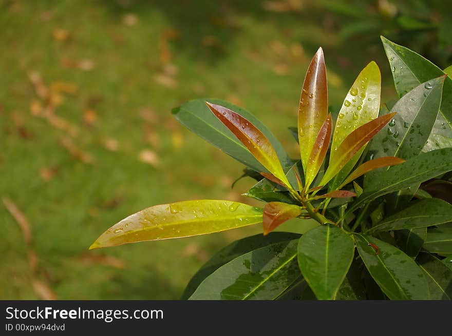 Green Leafage