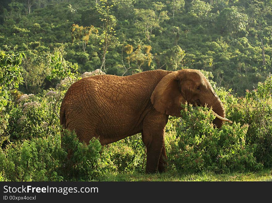 Old female elephant in Kenya Africa