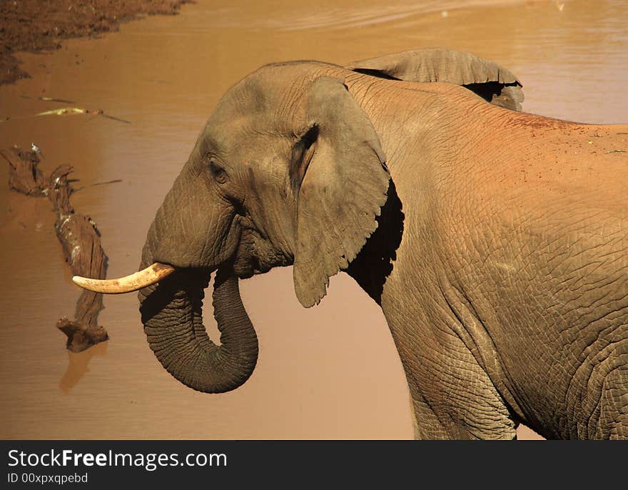 Elephant at a watering hole in Kenya Africa