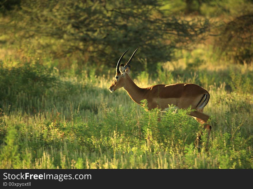 Impala walking through the grass Kenya Africa