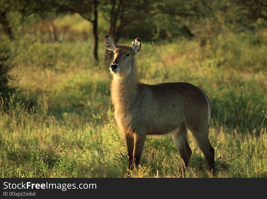 Female waterbuck stood in the grass in Kenya Africa