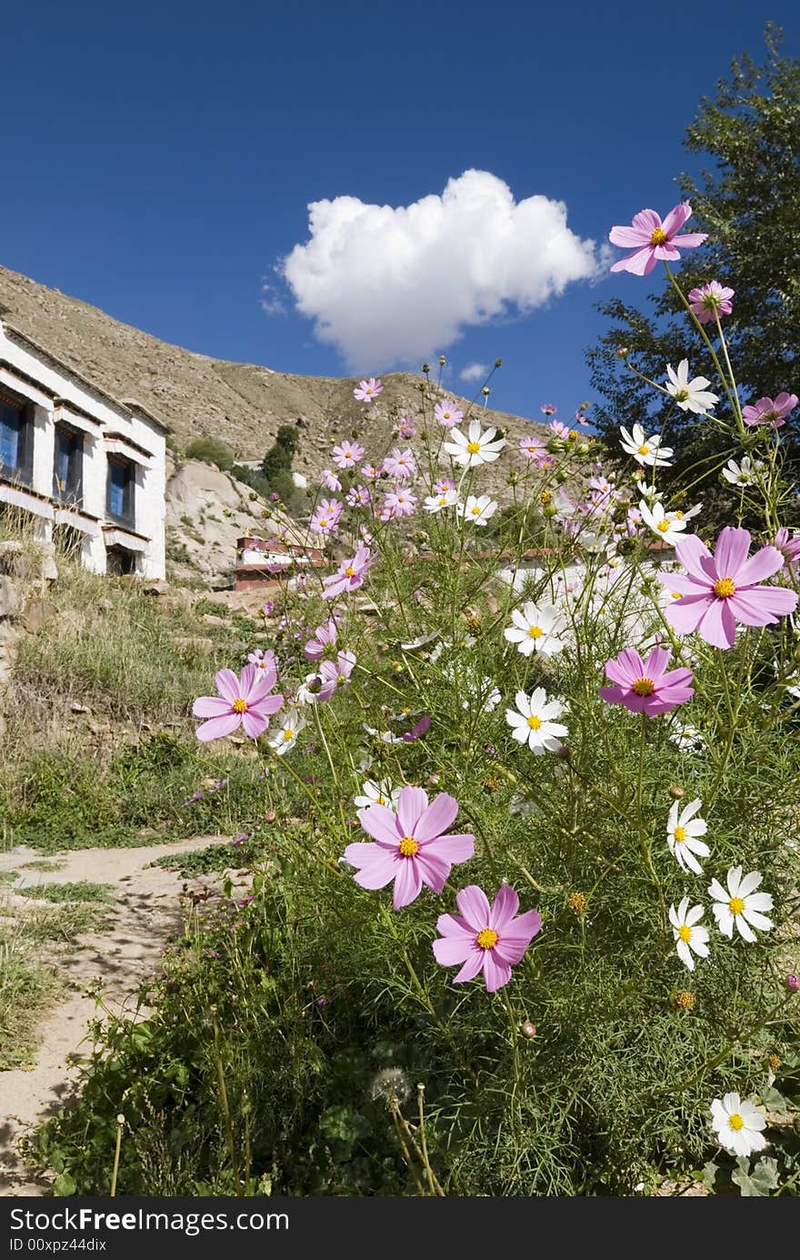 Landscape in tibetan temple. spring brings beautiful flowers and good weather.