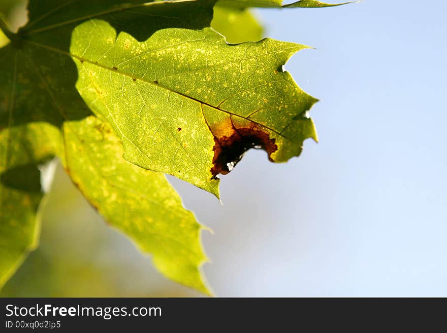 Green Leaf In Autumn