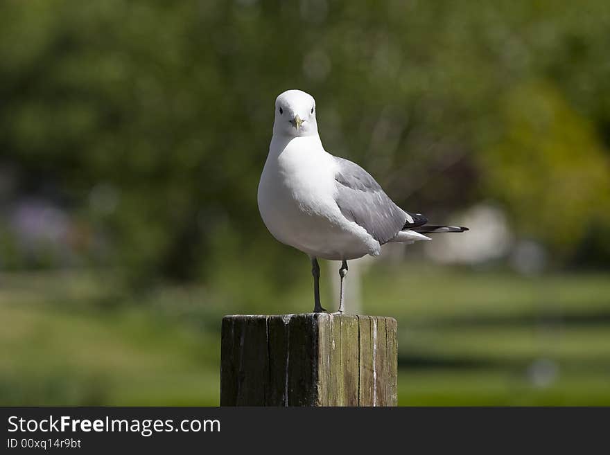 Sitting gull in a park