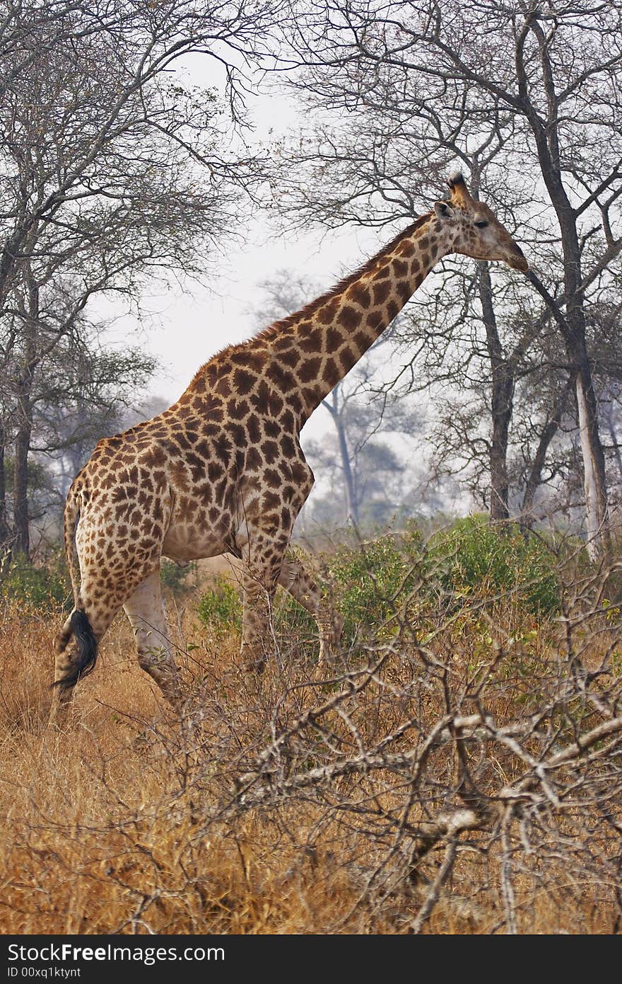 A giraffe walks through the bushveld