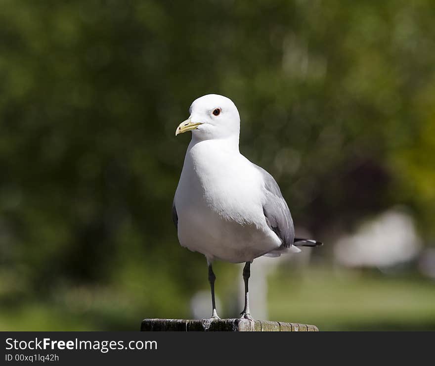 Sitting gull in a park