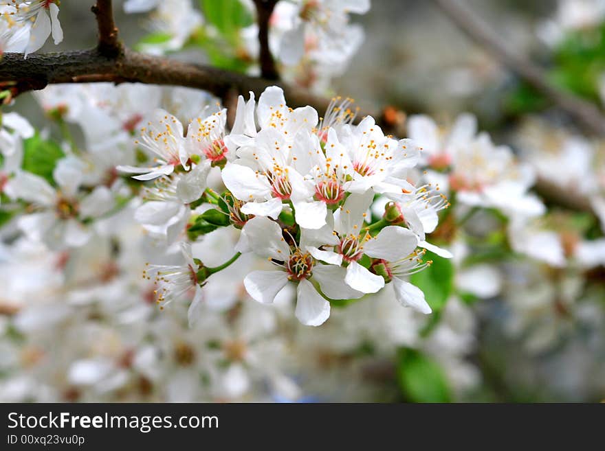 Cherry blooms