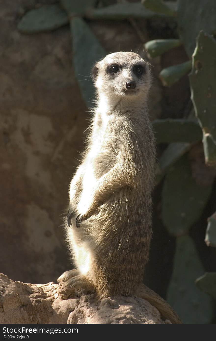 A Suricata watching from its territory at the safari