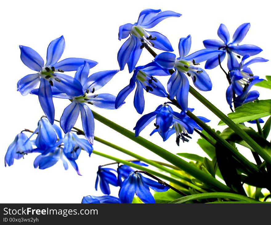 Isolated macro picture of dark blue flowers on a white background. Isolated macro picture of dark blue flowers on a white background.