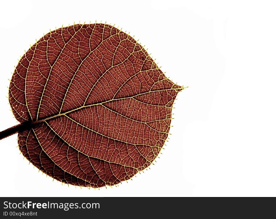 Transparent leaf of a kiwi on a white background