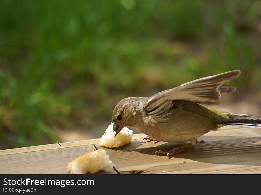 White throated sparrow eating bread