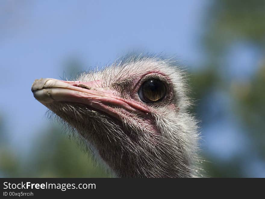 Ostrich - portrait in the poisch farm