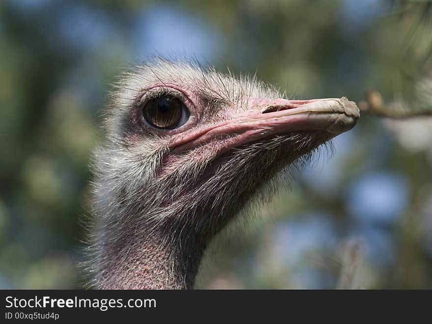 Ostrich - portrait in the poisch farm