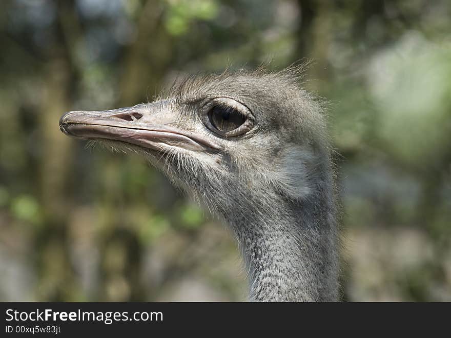 Ostrich - portrait in the poisch farm