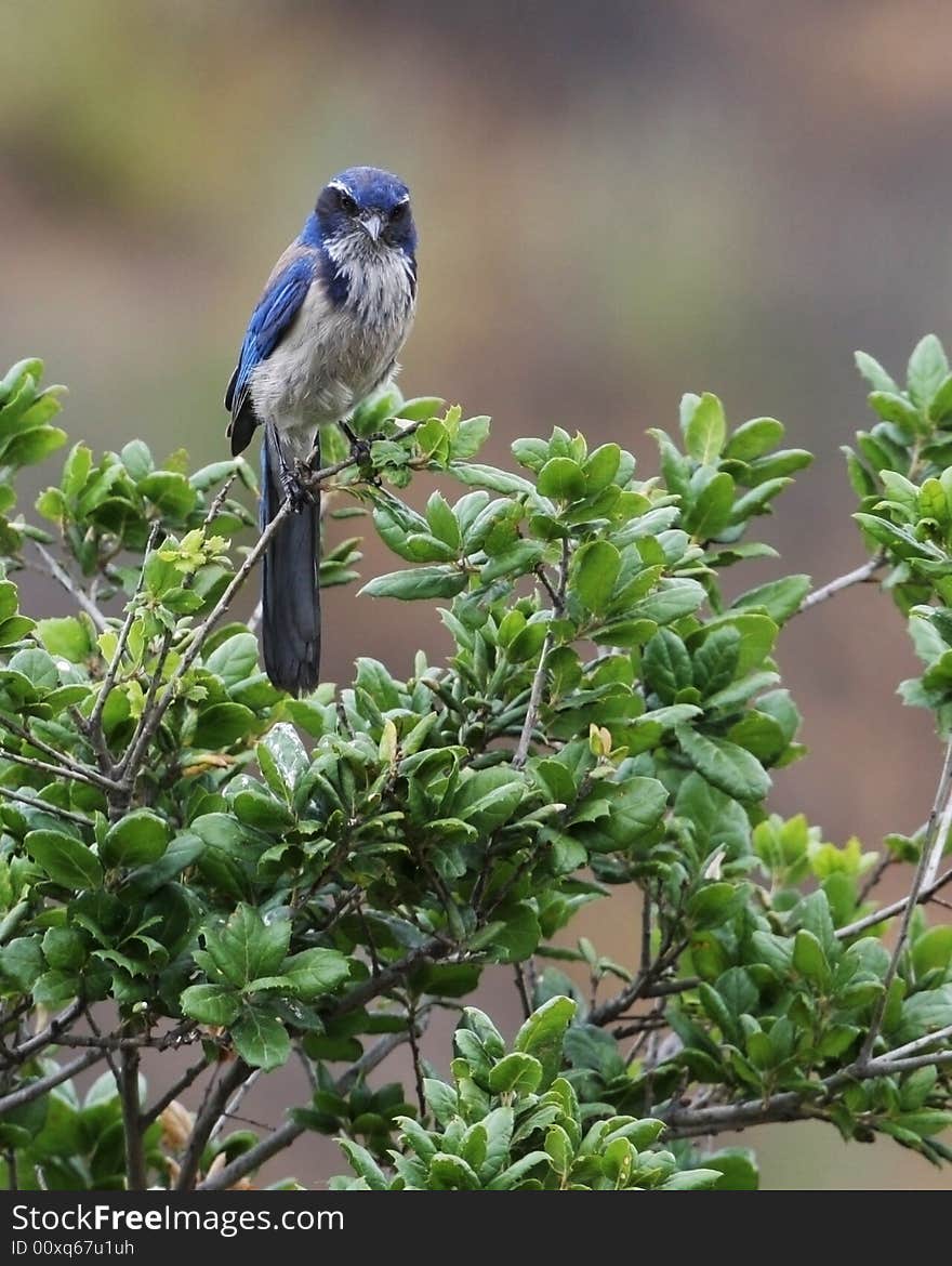 A male Scrub Jay perched on the top of a tree branch