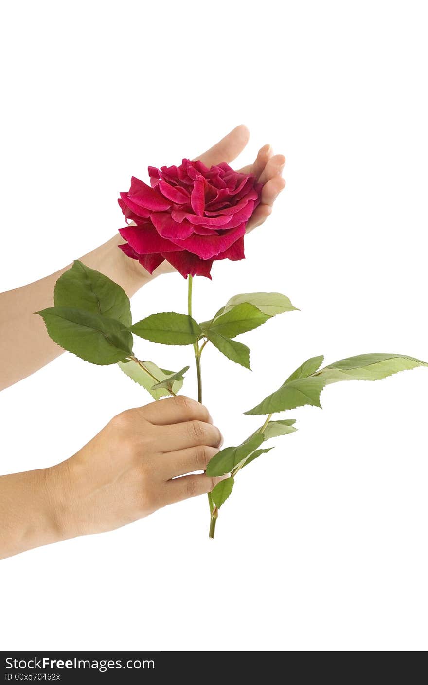 Hand Of Woman Holding Beautiful Red Rose