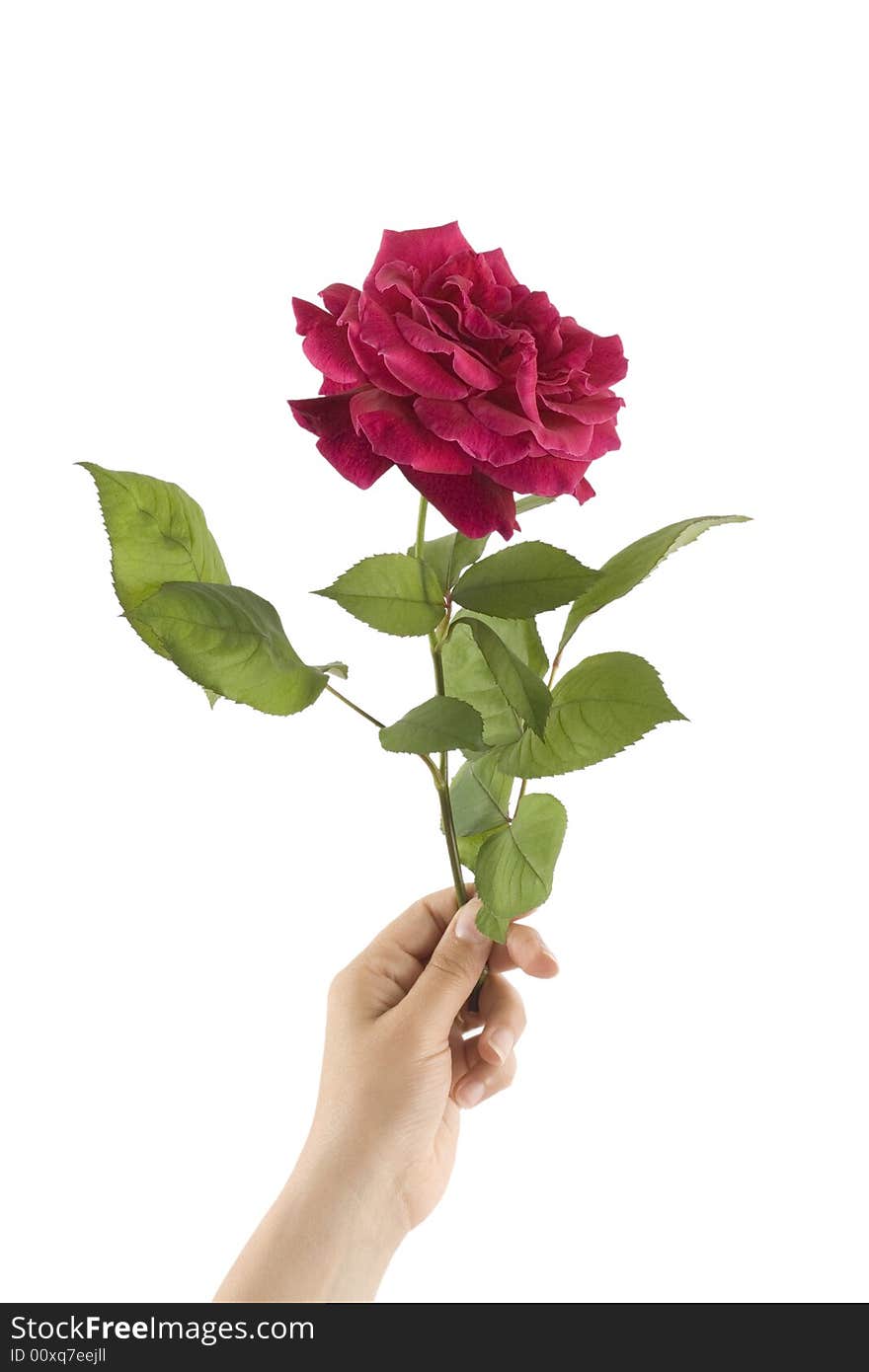 Hand of woman holding beautiful red rose