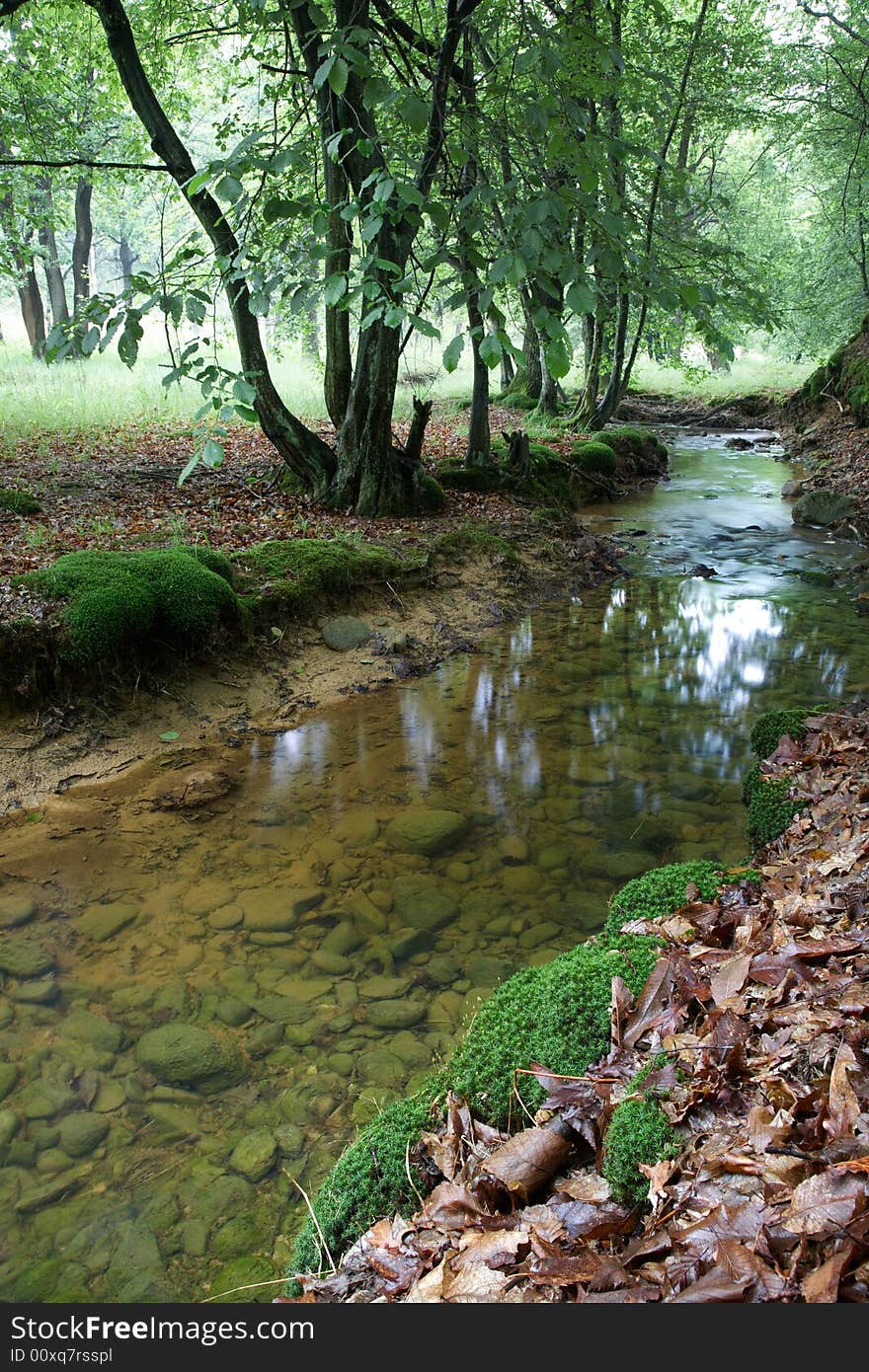 A small stream in a european forest, springtime, Italy. A small stream in a european forest, springtime, Italy.