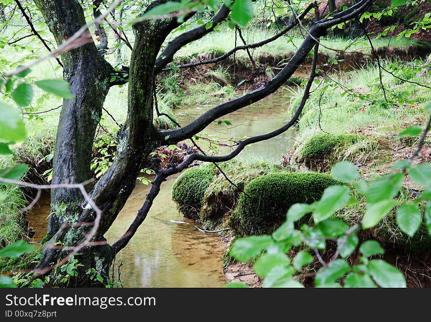 A small stream in a european forest, springtime, Italy. A small stream in a european forest, springtime, Italy.