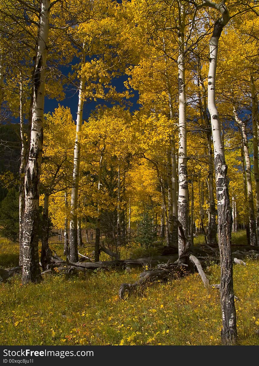 Colorado aspen trees in Rocky Mountain National Park (near the Endovalley picnic area). Colorado aspen trees in Rocky Mountain National Park (near the Endovalley picnic area).