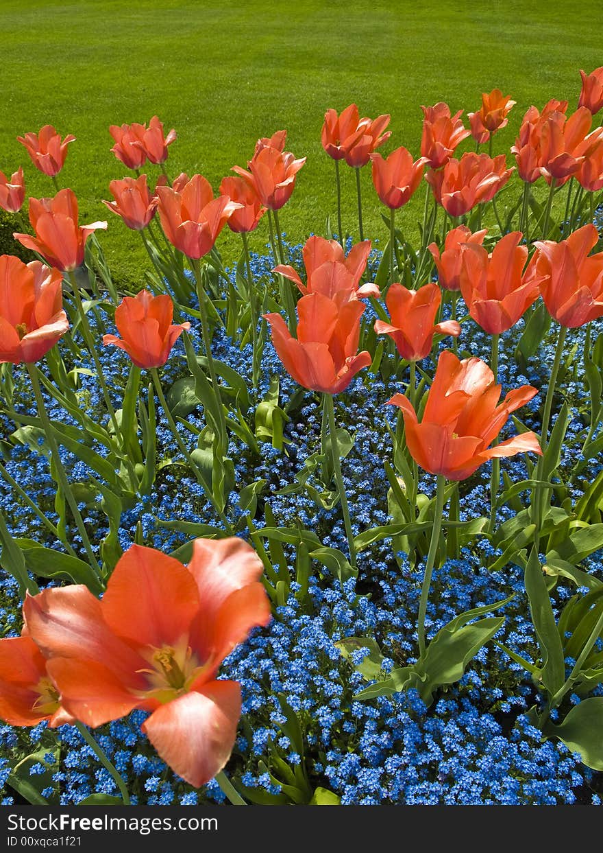 Red tulips and blue forget-me-nots against green grass background. Red tulips and blue forget-me-nots against green grass background