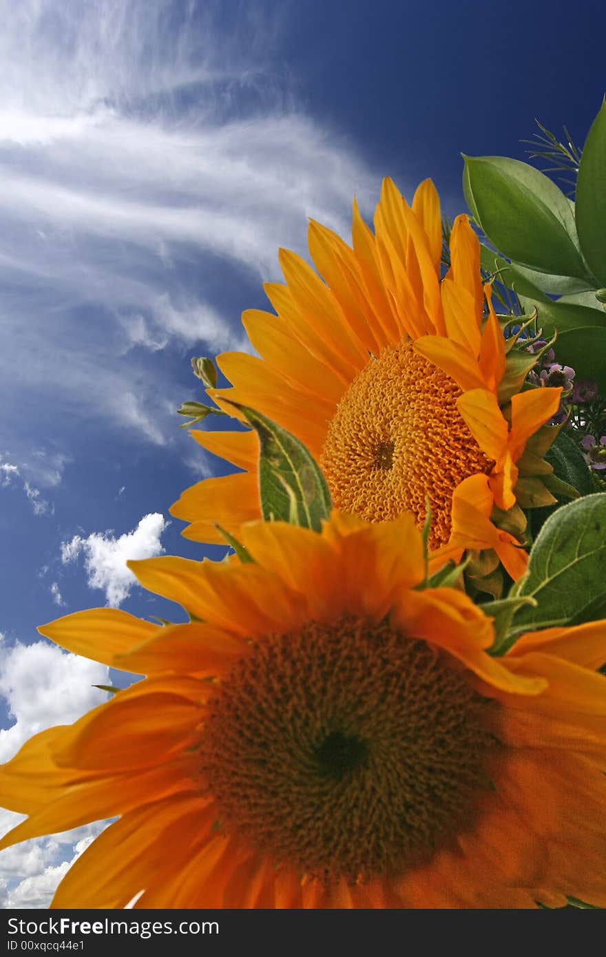 Sunflowers' bouquet and sunny sky